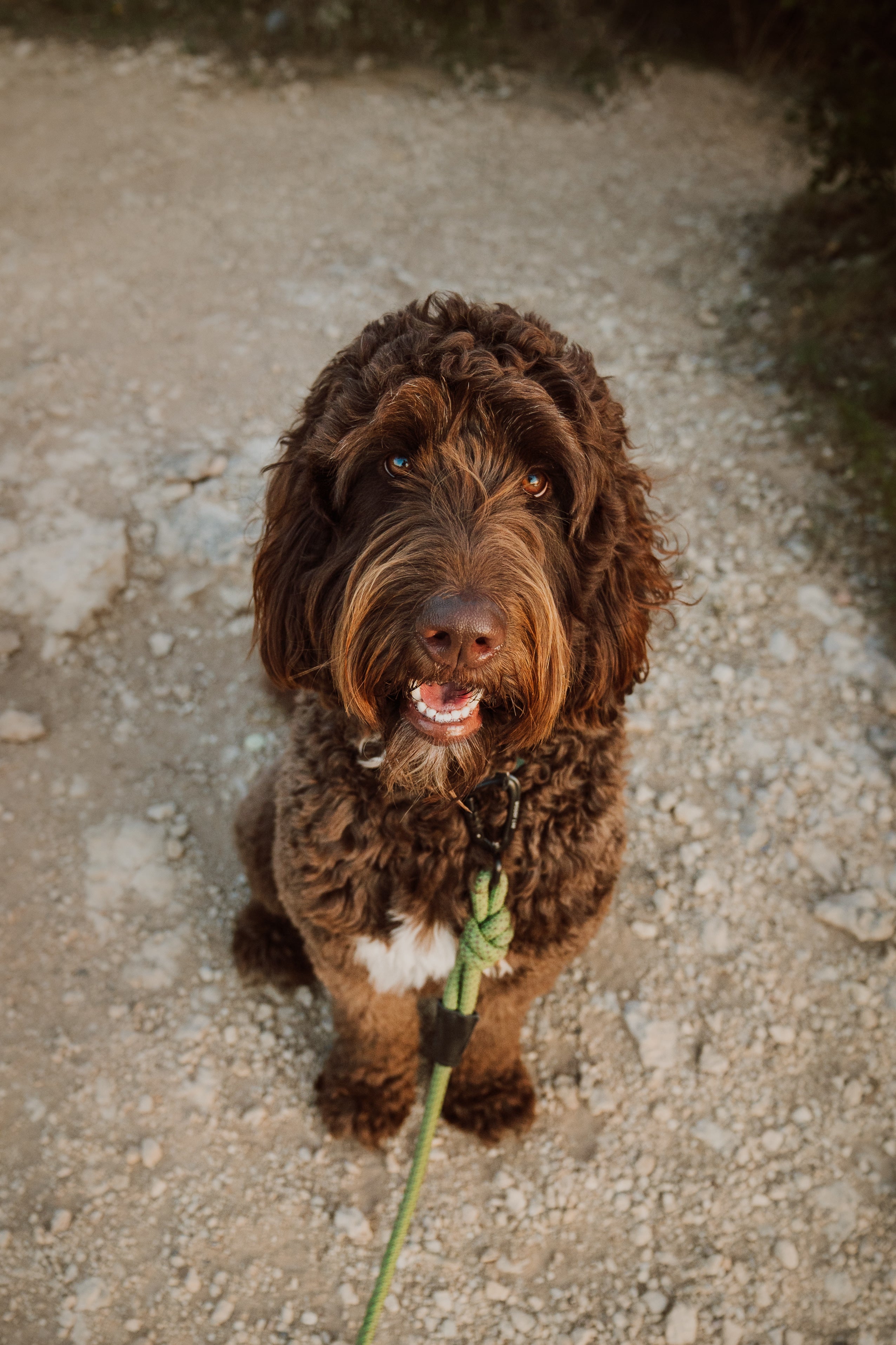 Adventure Rope Leash- Woooflab WooofLab