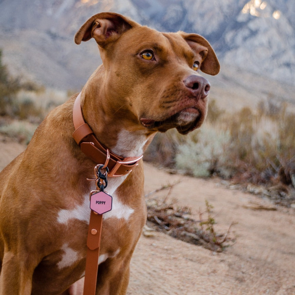 WooofLab Collars Solid Color Collar Biothane Biothane leash