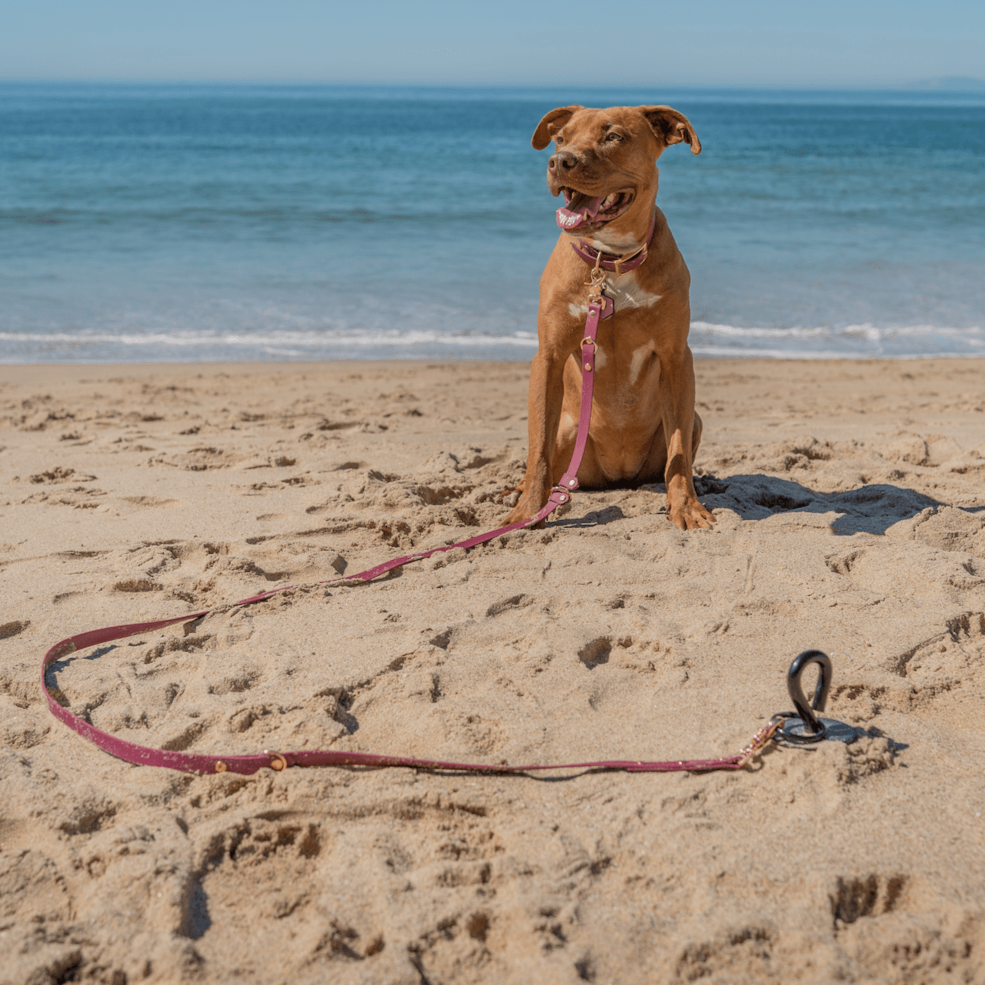 BioThane Hands-Free Multi-Function 7Way Leash WooofLab